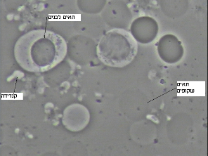 98092932706c1ccc221dd4683fa412e8